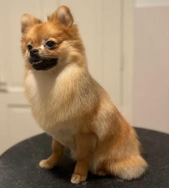 Super lieve pomeriaan