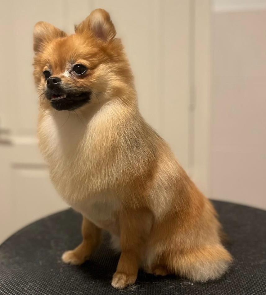 Super lieve pomeriaan