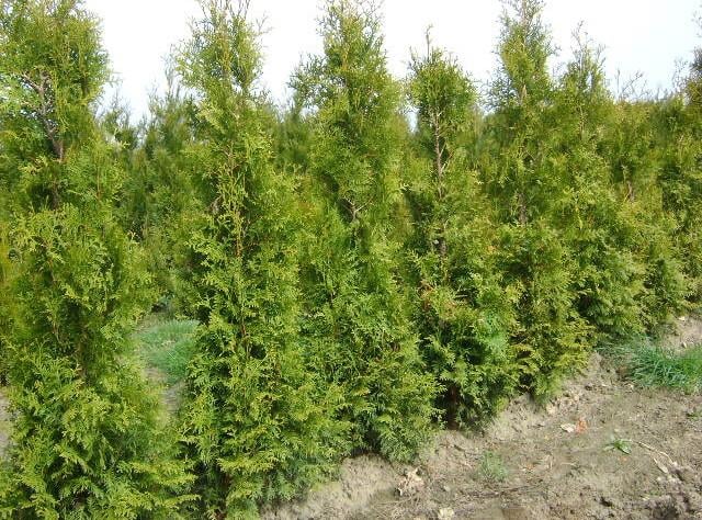 Thuja haag coniferen