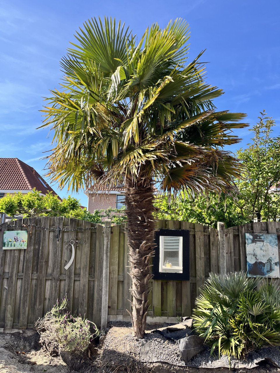 Palmboom