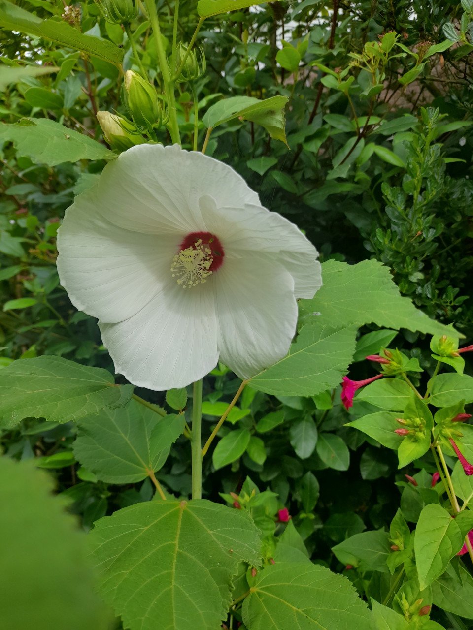 Hibiscus Moscheutos