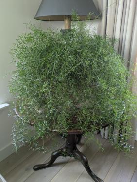 Grote asperages plant