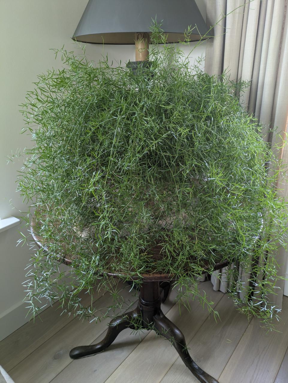 Grote asperages plant
