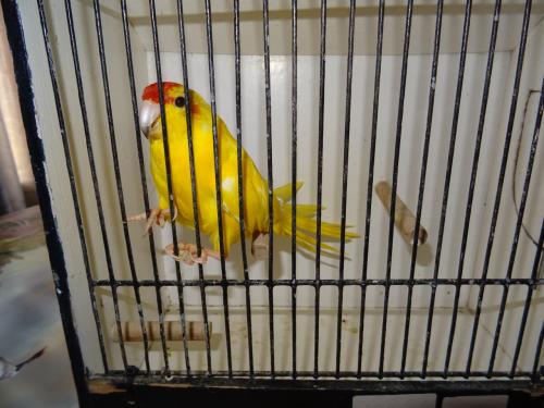 Te koop broedrijpe gele kakarikie Man !!