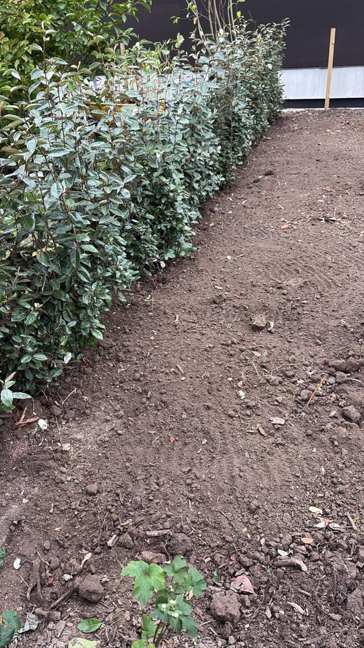 Olijfwilg (Elaeagnus)