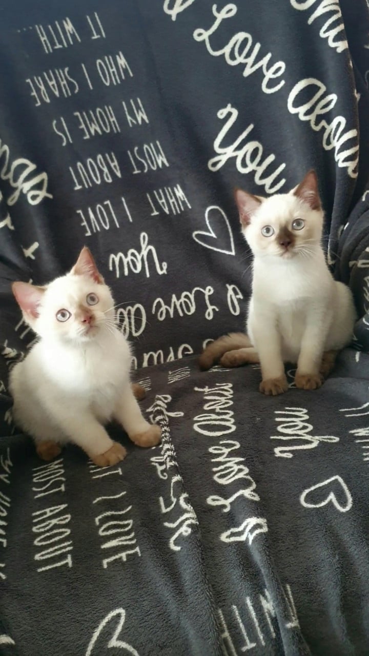 Britse korthaar kittens