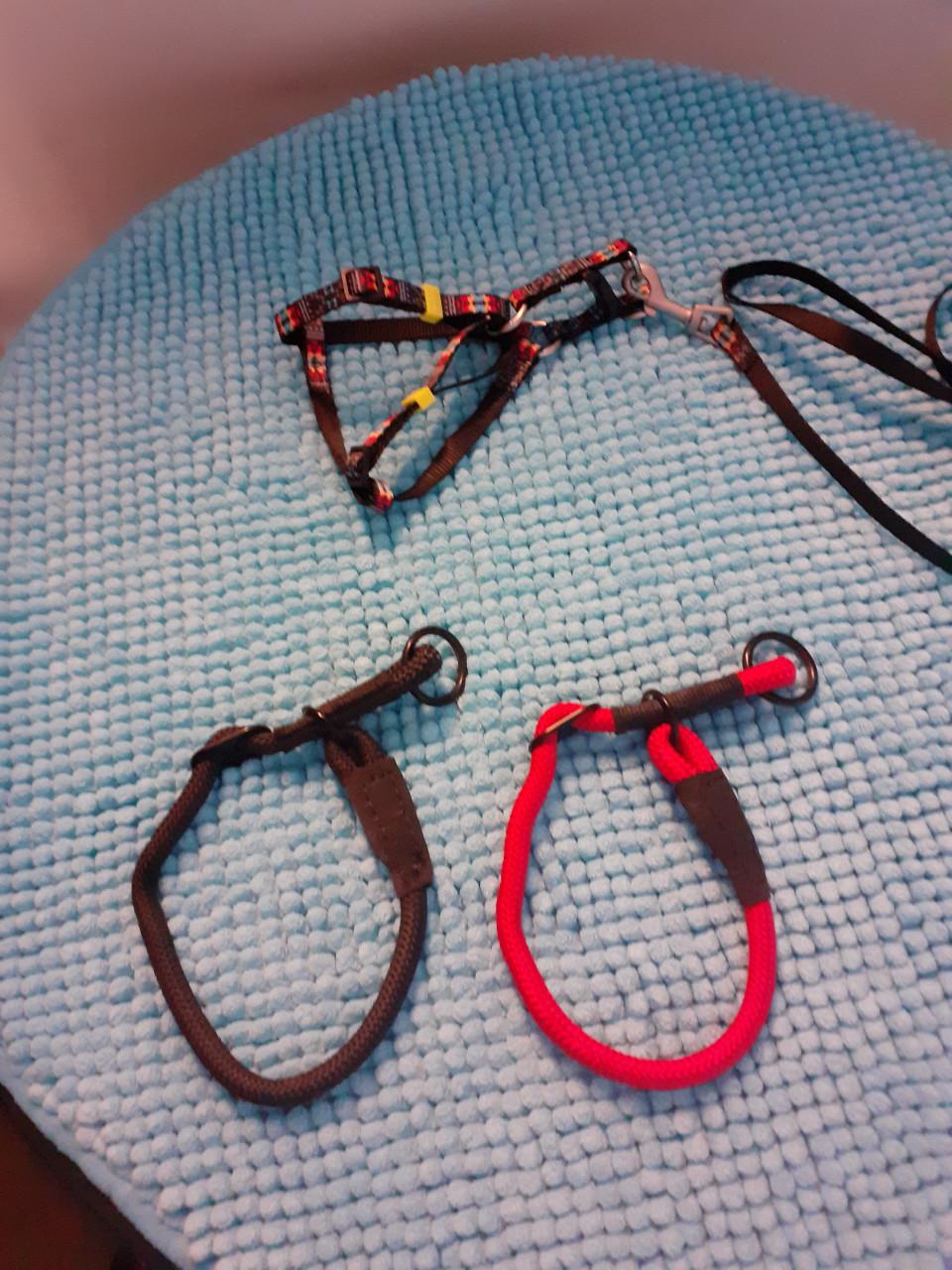 Tuigje met lijn en halsbanden en puppy trainer