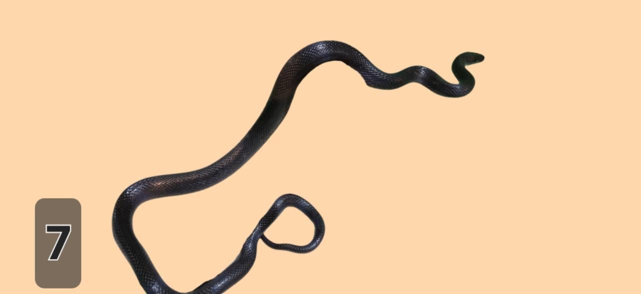 TE KOOP verschillende reptielen