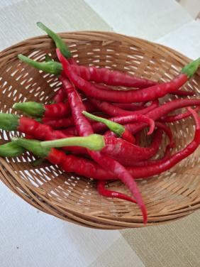 Peper