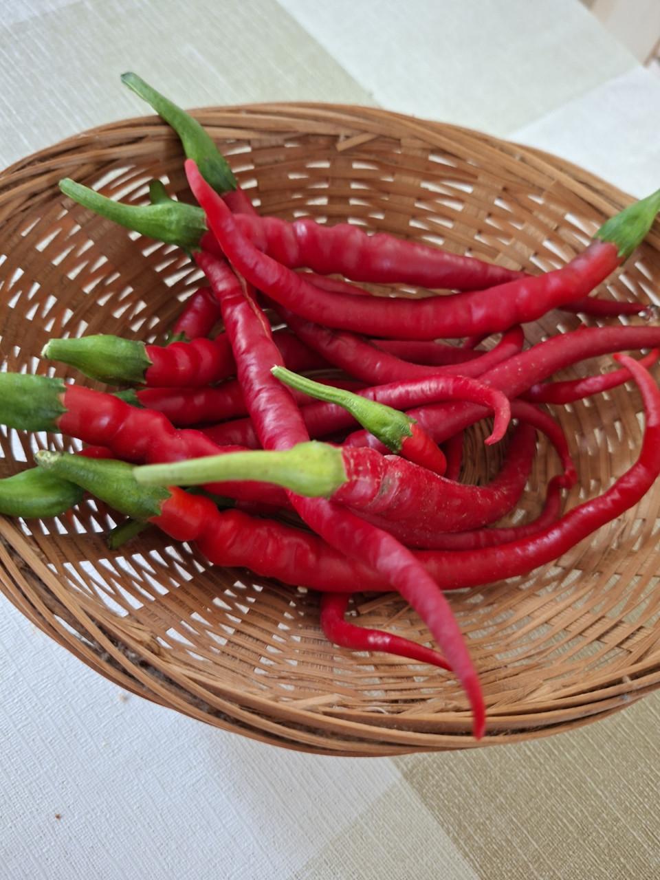 Peper