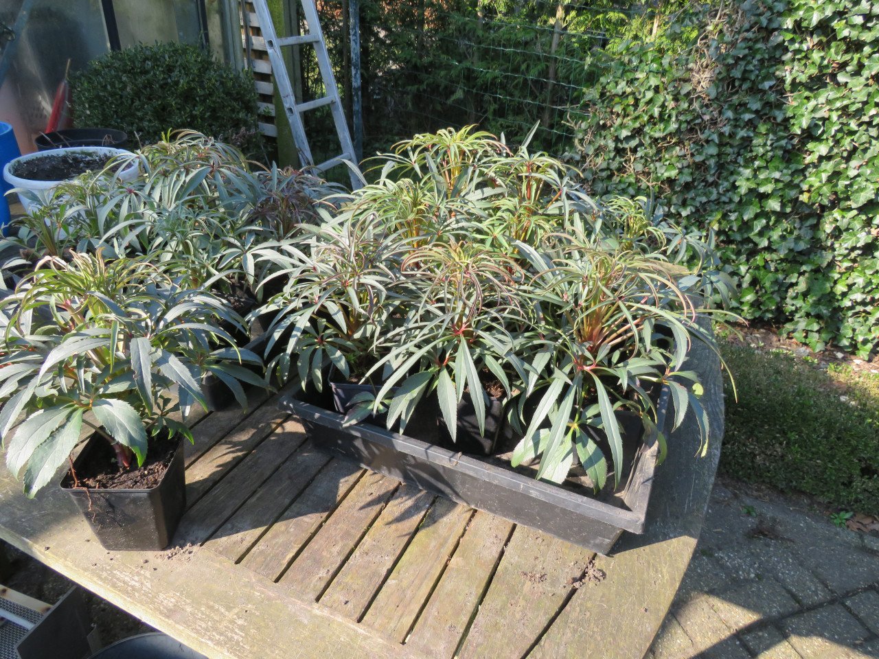 Helleborus kerstroos