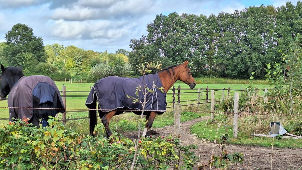 Heeft uw paard een eczeemprobleem, bronchitus? Uw paard fitter?