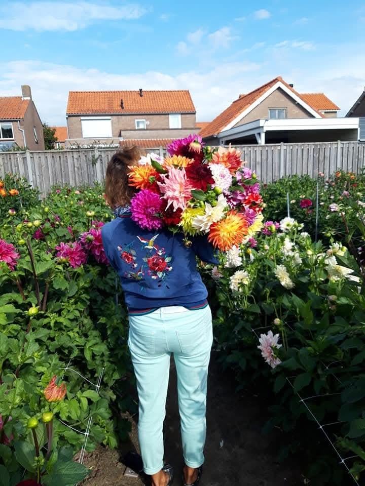 Dahlia's plukken in Heinkenszand.