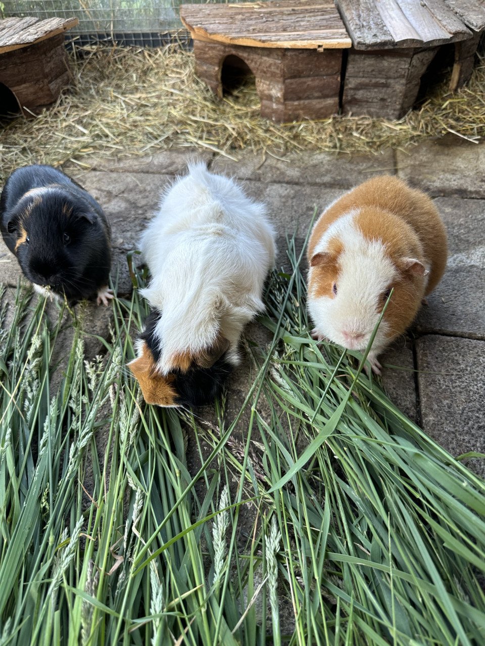 Cavia’ s