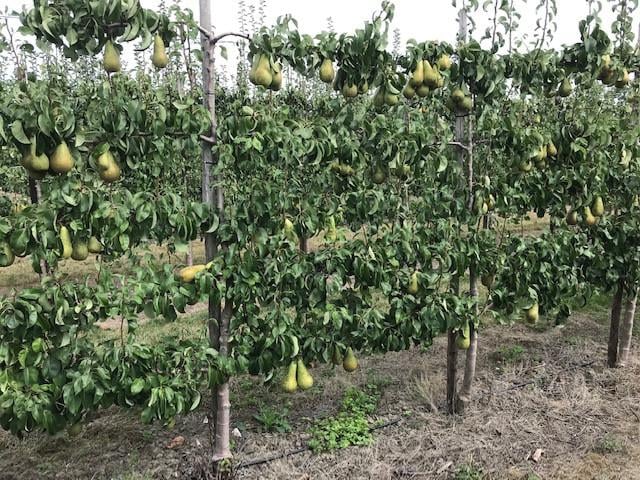 Fruitbomen in leivorm / Leibomen / Peer