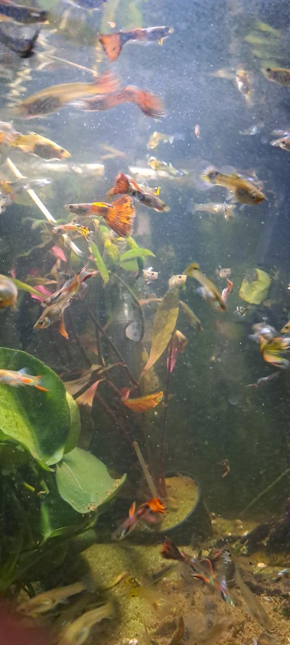 Guppy guppen,  mooie kleuren