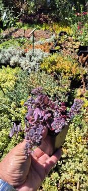 Vetplanten,  Sedum in soorten,