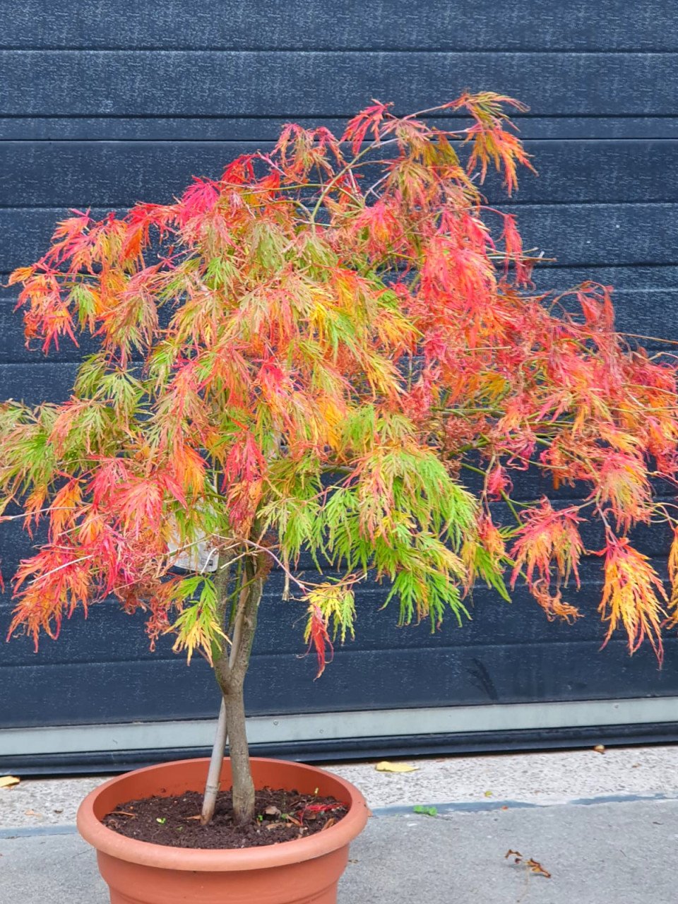 Diverse Acers