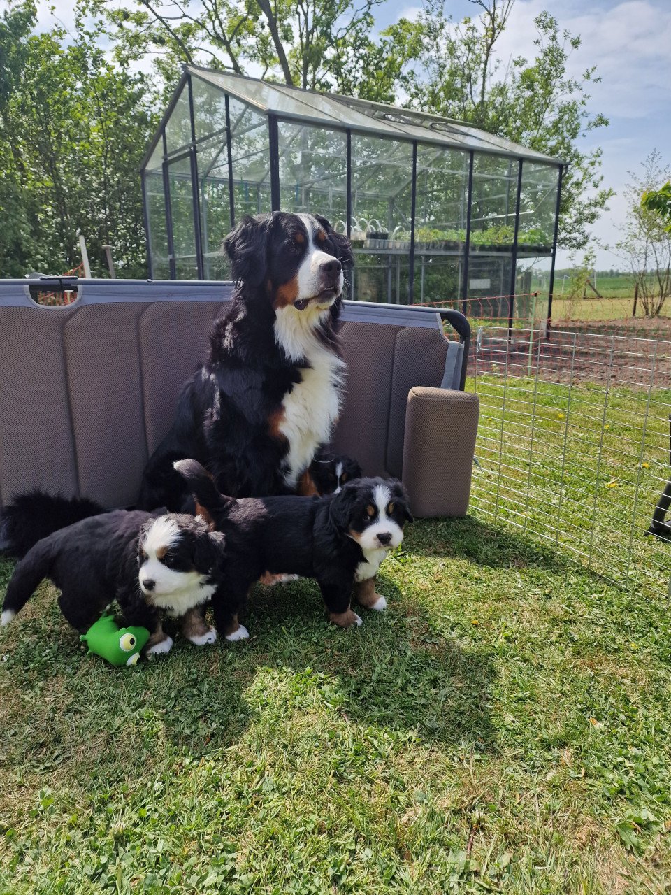 Bernersennen pup (reu) te koop