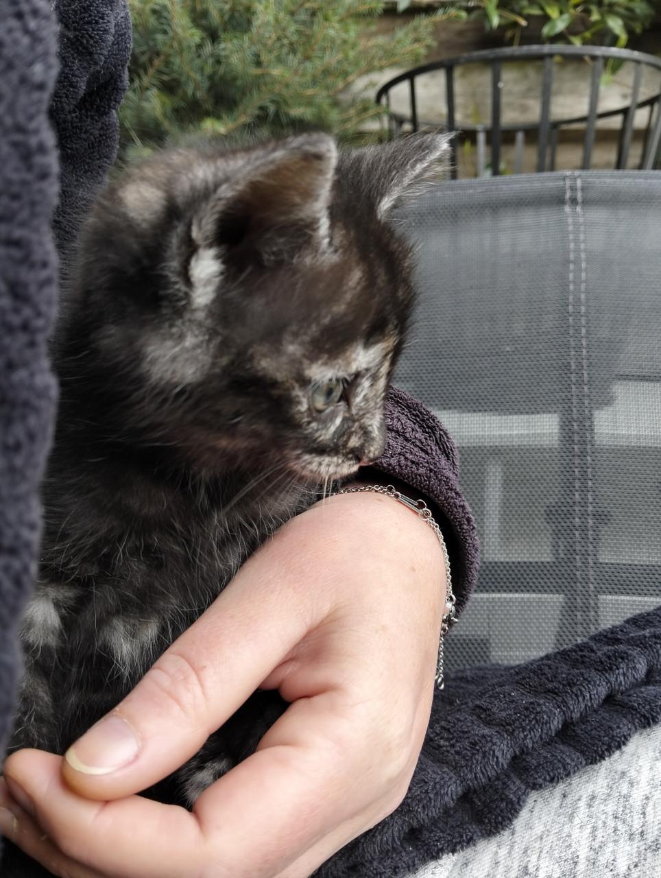 Kitten - vrouwtje