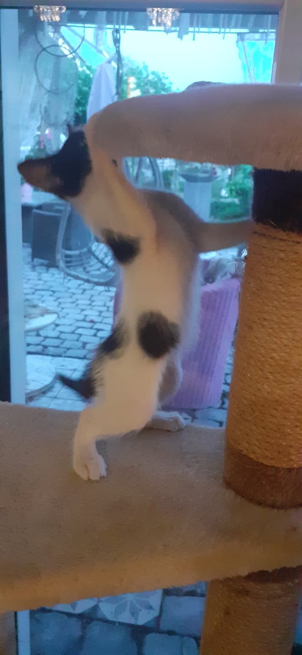 Super lief, speels en aanhankelijke kitten😻
