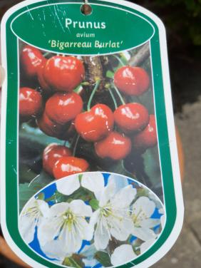 Laagstam/halfstam Kersenboompje Biggarreau Burlat