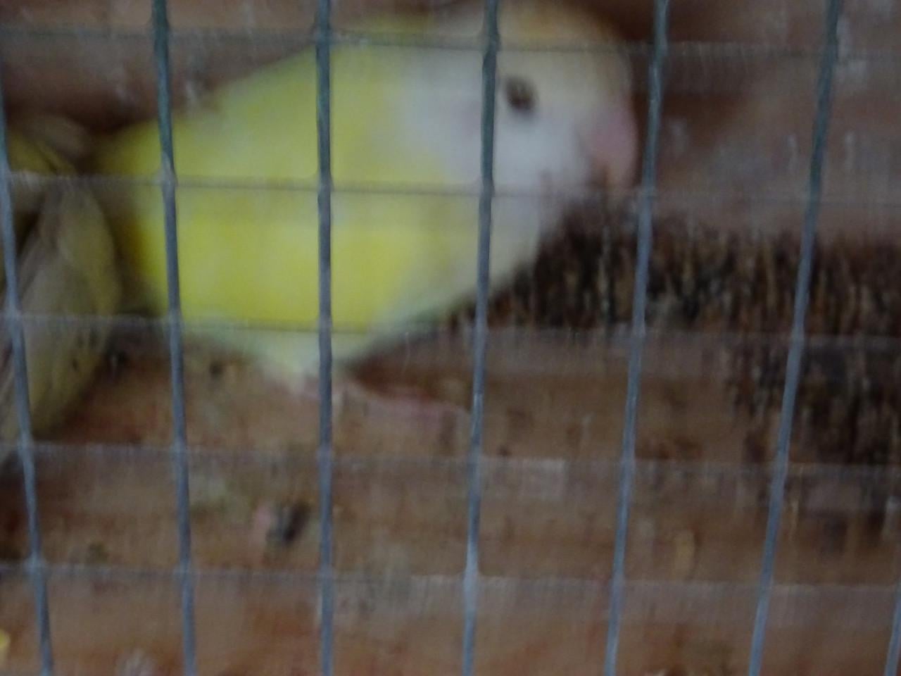 Te koop vanillekleur Agapornis broedrijp man wegens weg vallen pop.