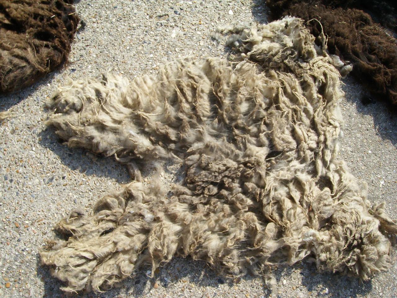 Schapenwol
