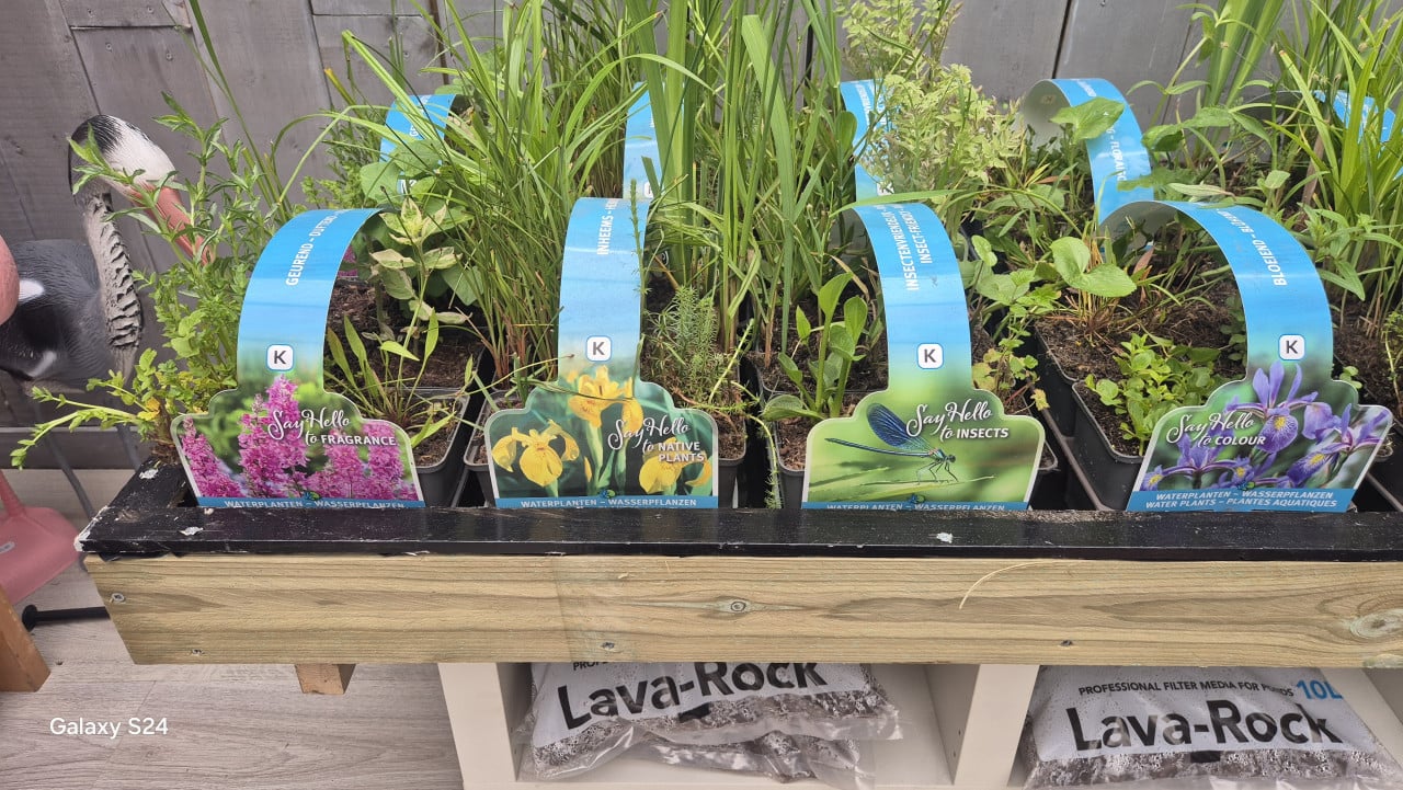 Vijverplanten