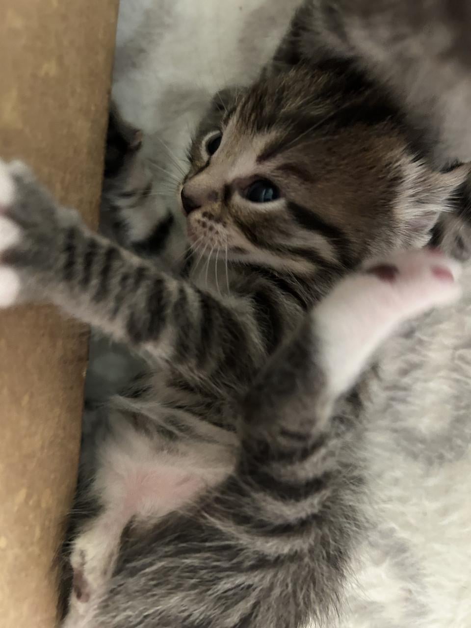 Lieve prachtige kittens 🐈‍⬛🤍😻