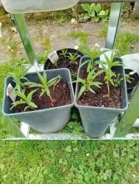 Kleine perzik-plantjes