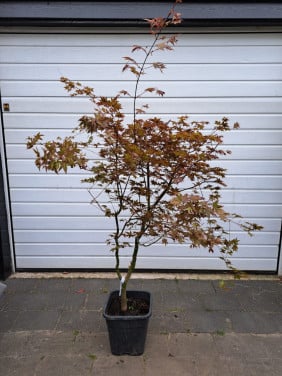 Acer palmatum Deshojo Nishiki Japanse esdoorn boom