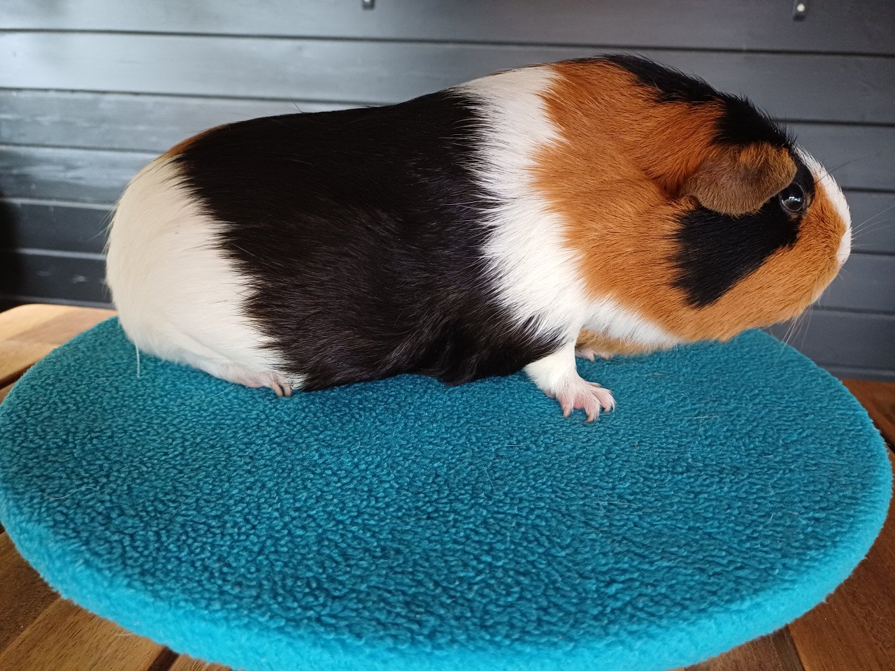 Diverse cavia's aangeboden