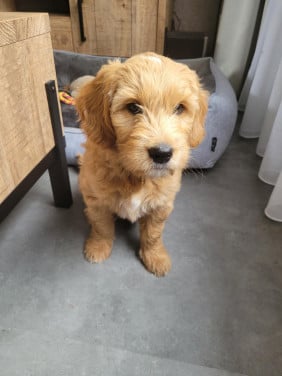 Golden Doodle pup