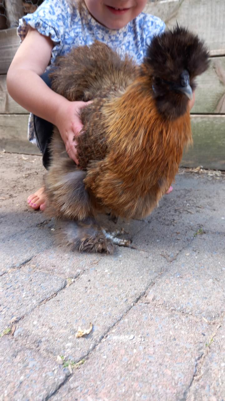 Handtamme zeidehoen hen
