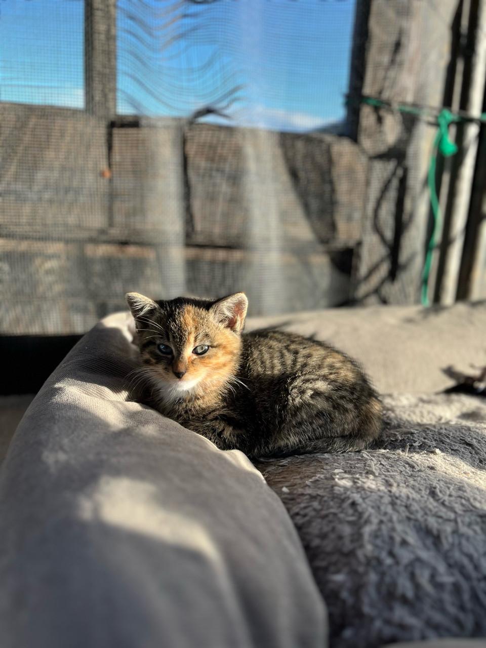 Lieve kittens te koop (gechipt en geënt)