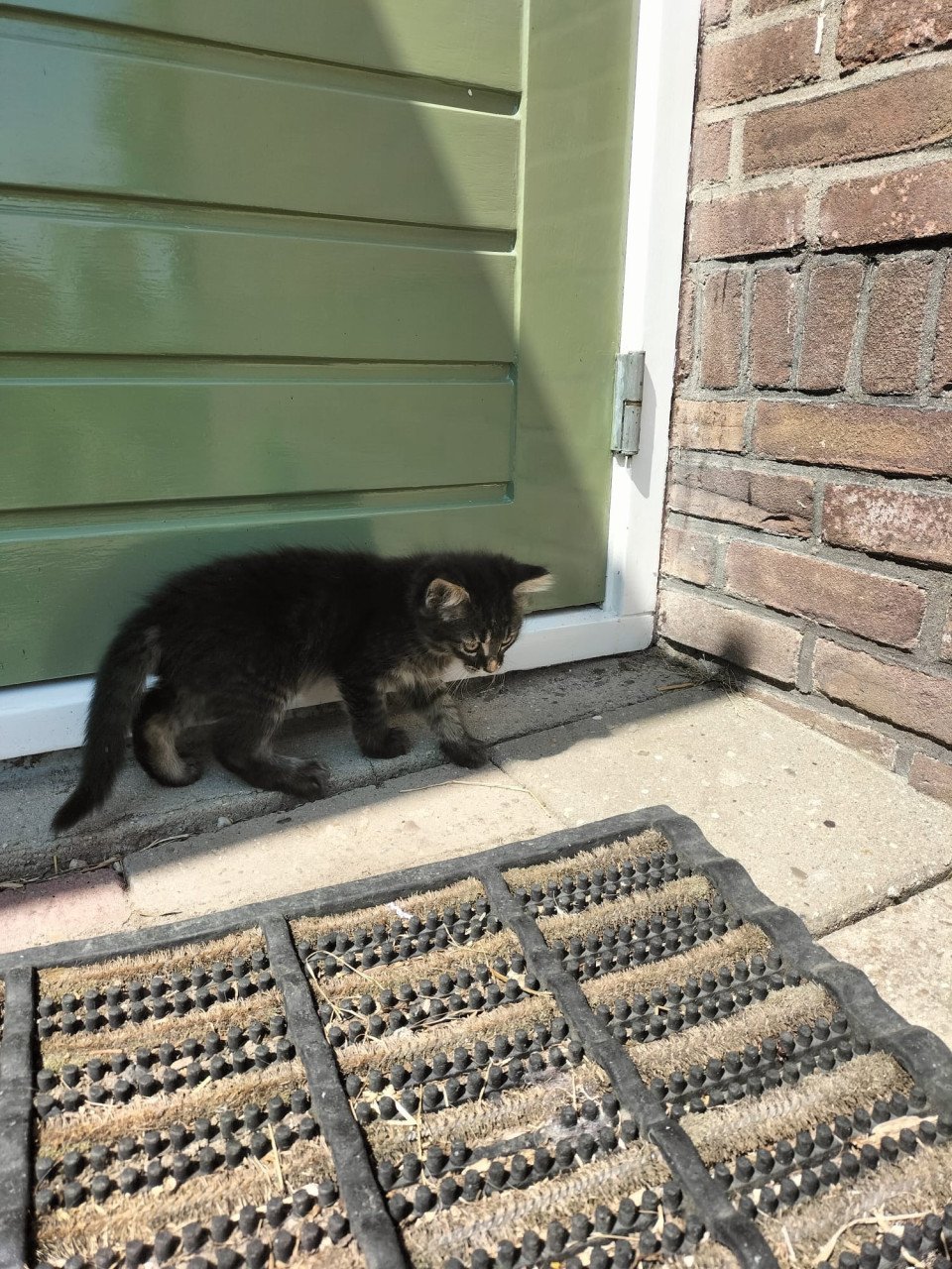 3 mooie kittens