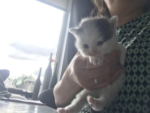 Kitten (man)