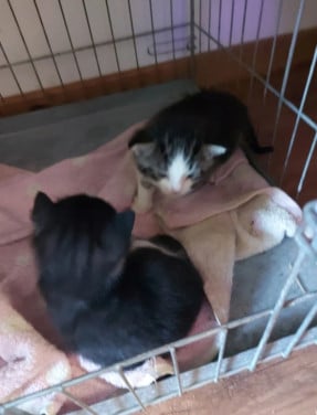Kittens