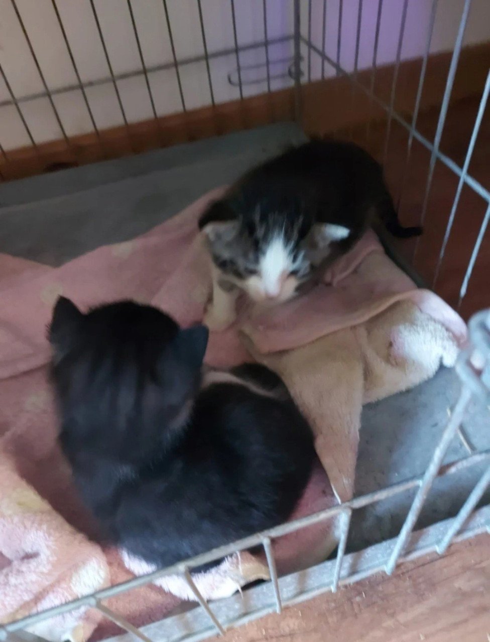 Kittens