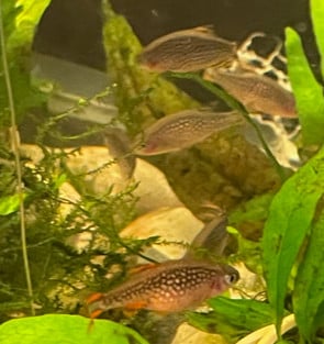 Galaxy Rasbora