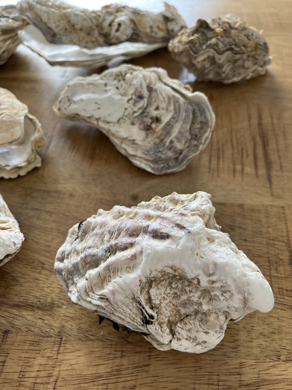 Setjes oesterschelpen