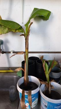 Stek Bananenplant voor buiten