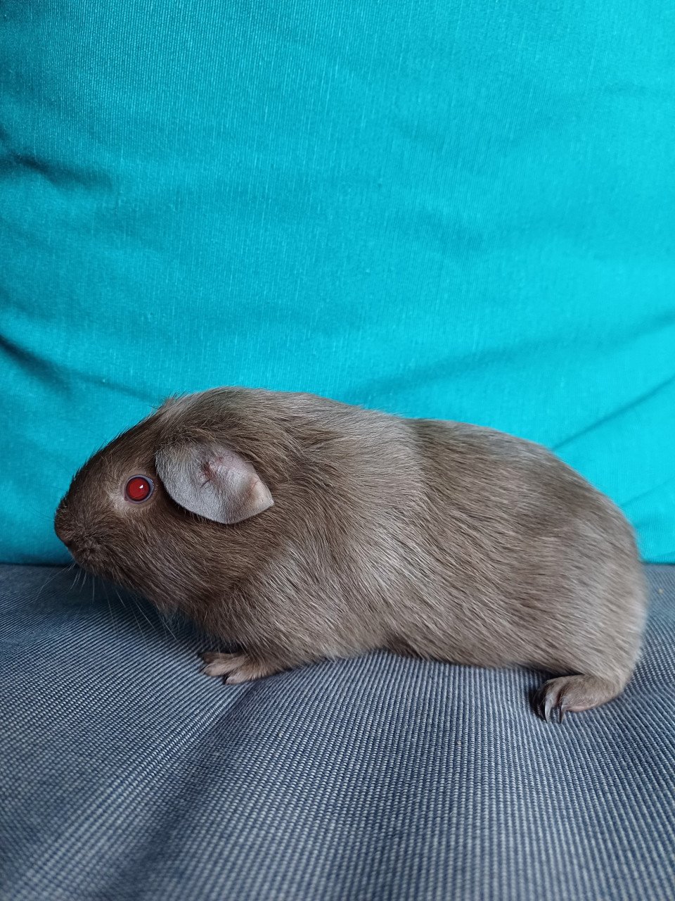 Leuke cavia's aangeboden