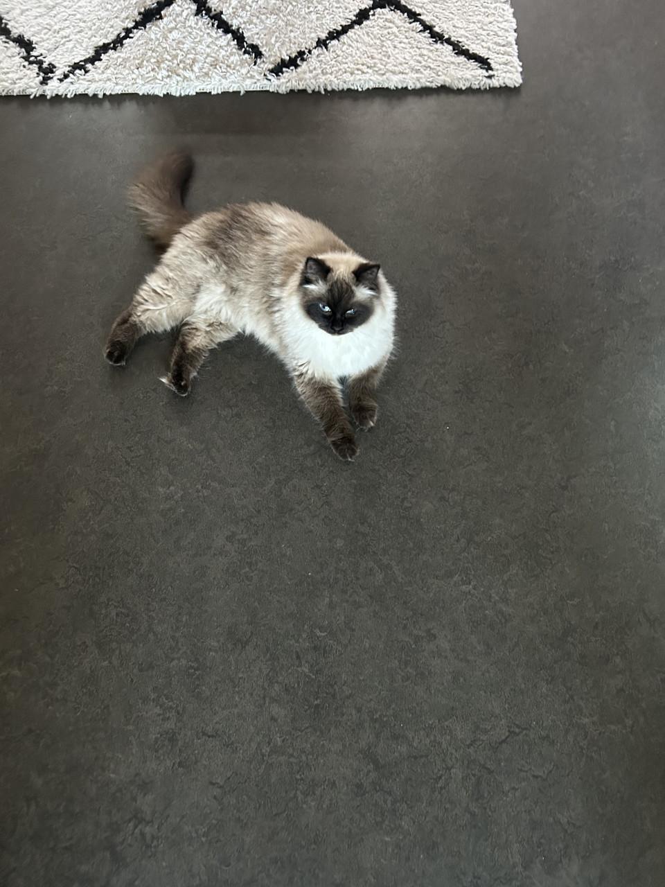 Ragdoll poes met top karakter echte knuffel poes
