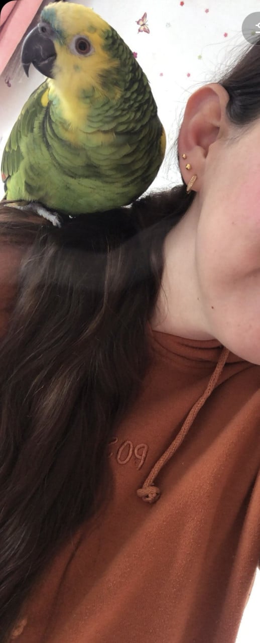 Blauwvoorhoofd Amazone