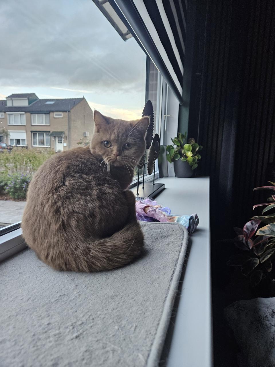 Brits Korthaar poesje zoekt blijvend huisje