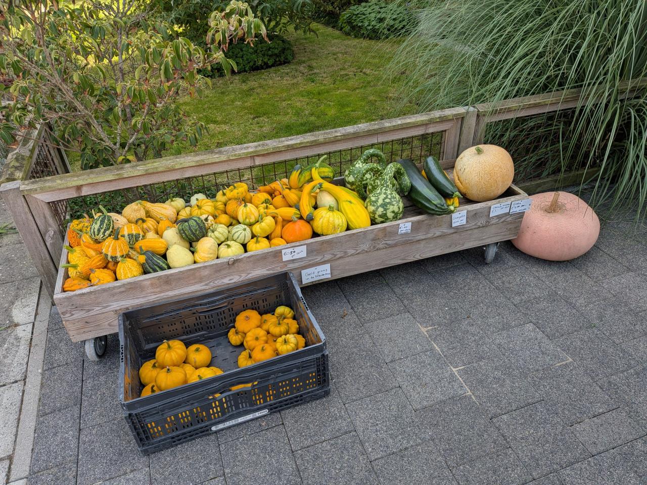 Kalebassen (ook fles), pompoenen en courgettes