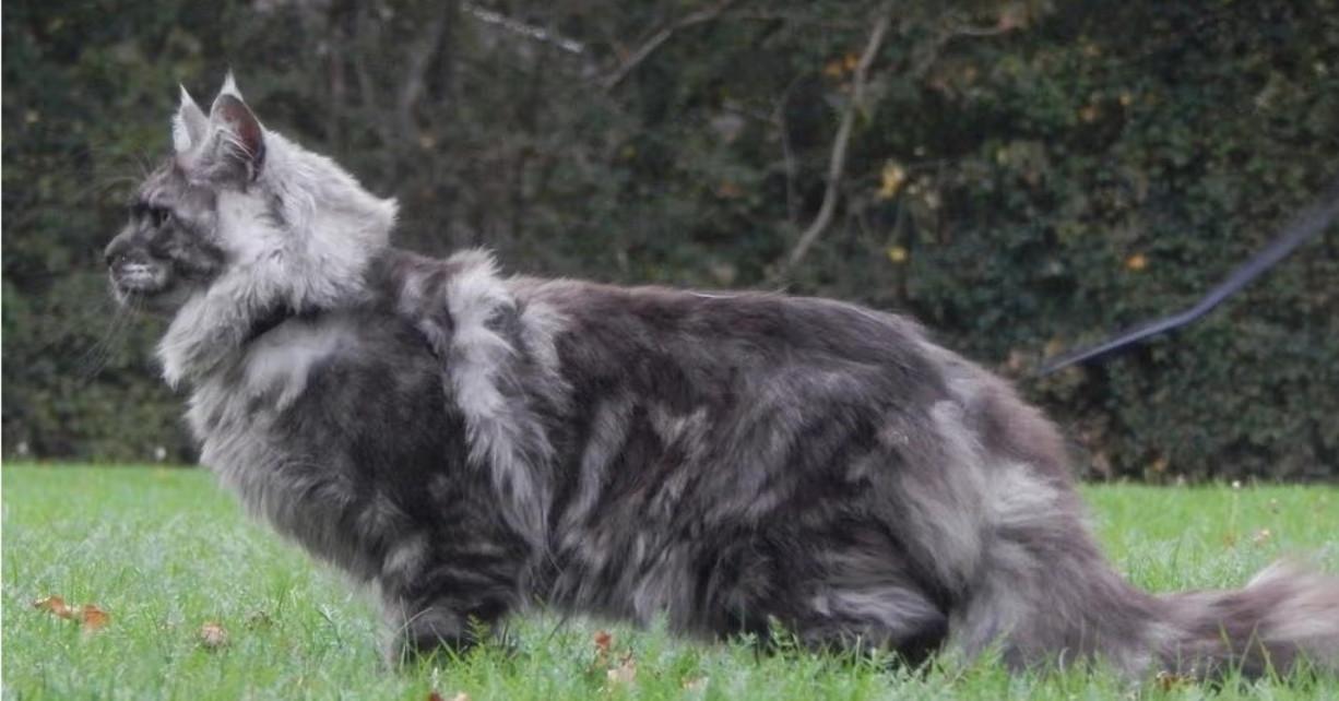Prachtige maine coon dekkater  (niet te koop)