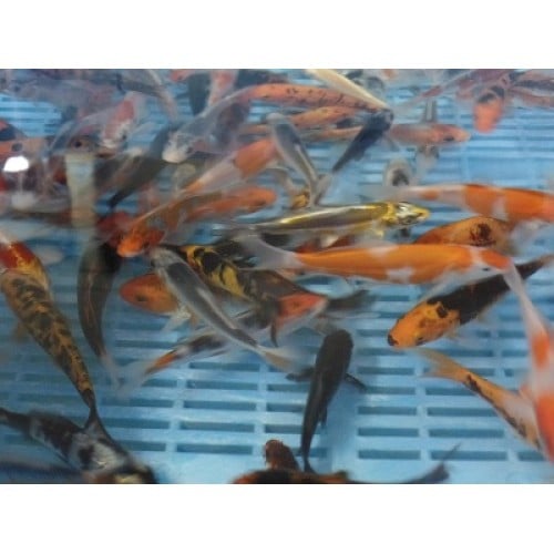 SuperFish Koi Toy Voetbal